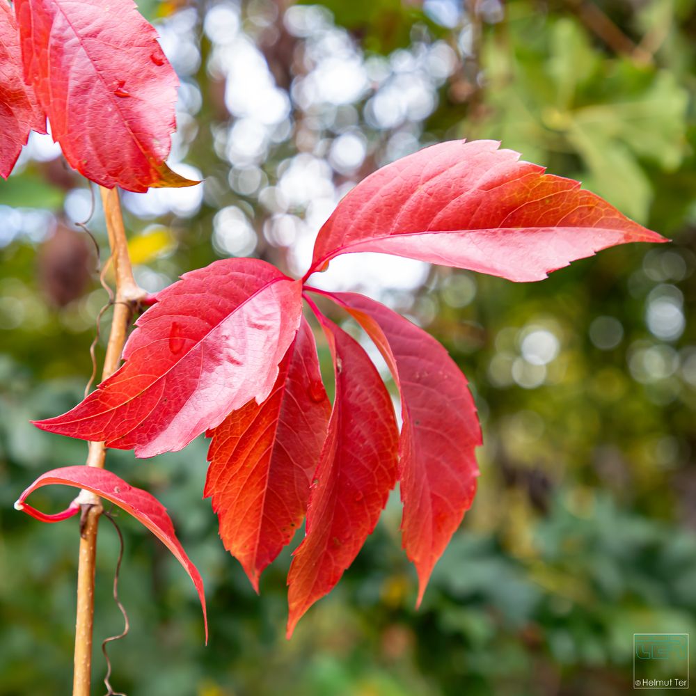 Herbstleuchten