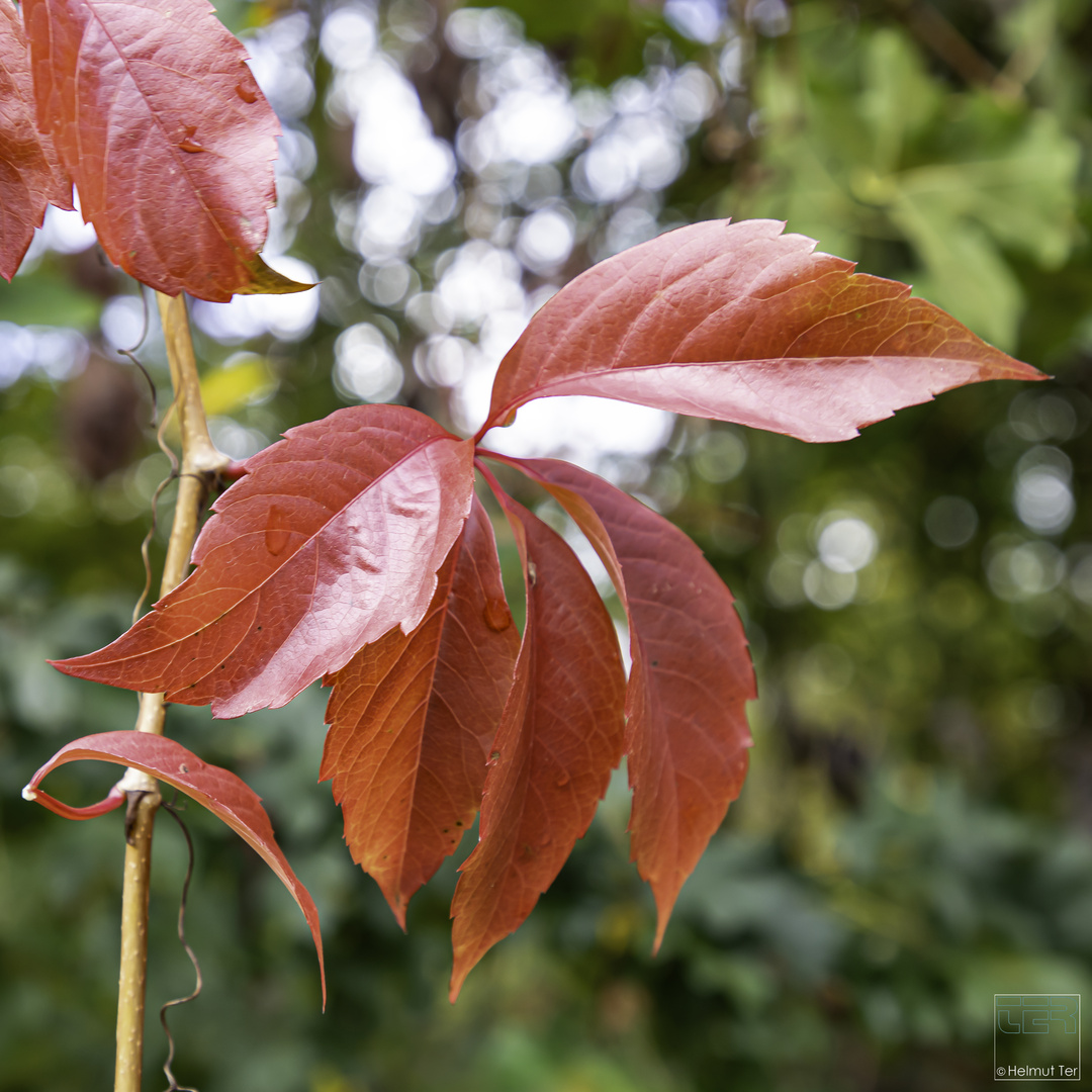 Herbstleuchten