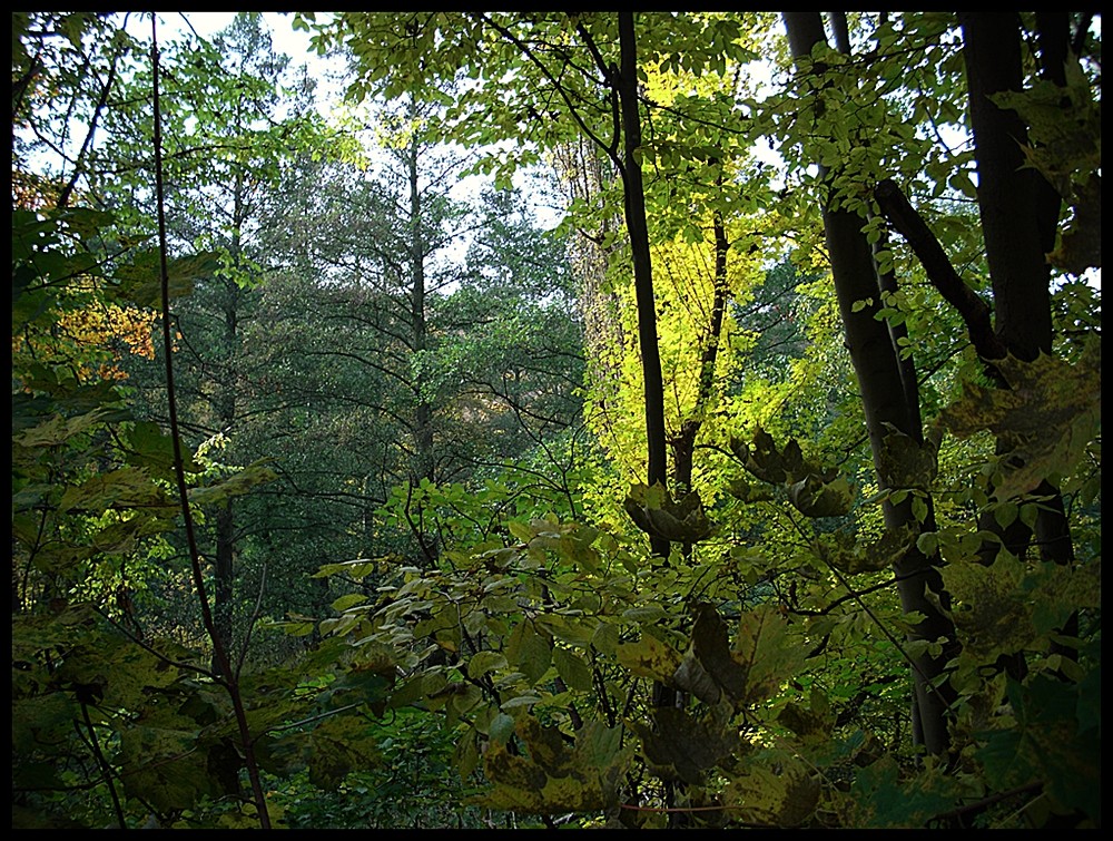 Herbstleuchten