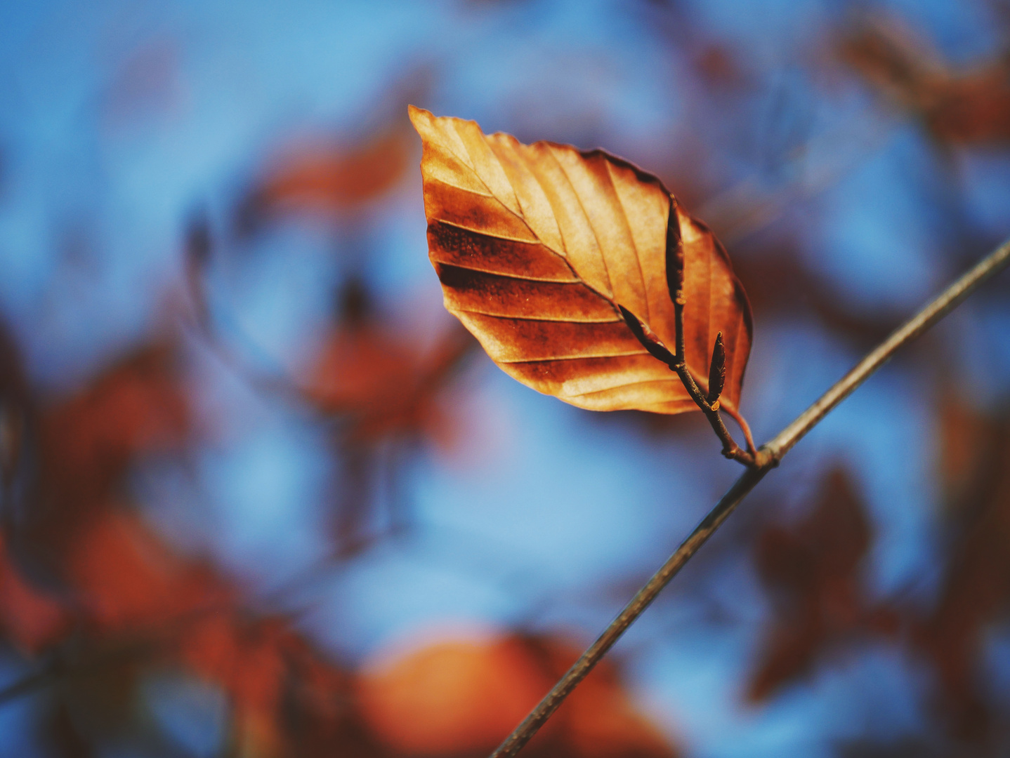 Herbstleuchten