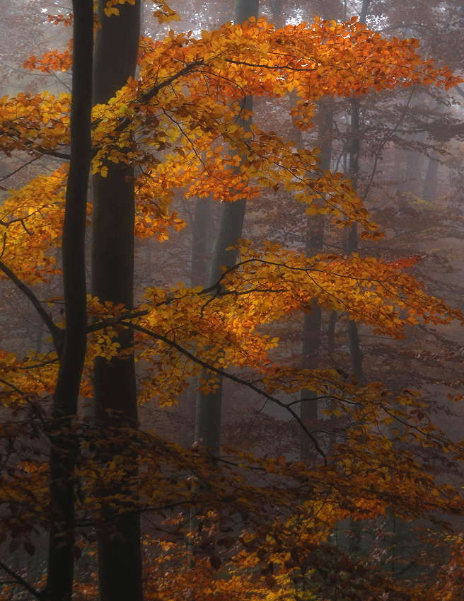 Herbstleuchten