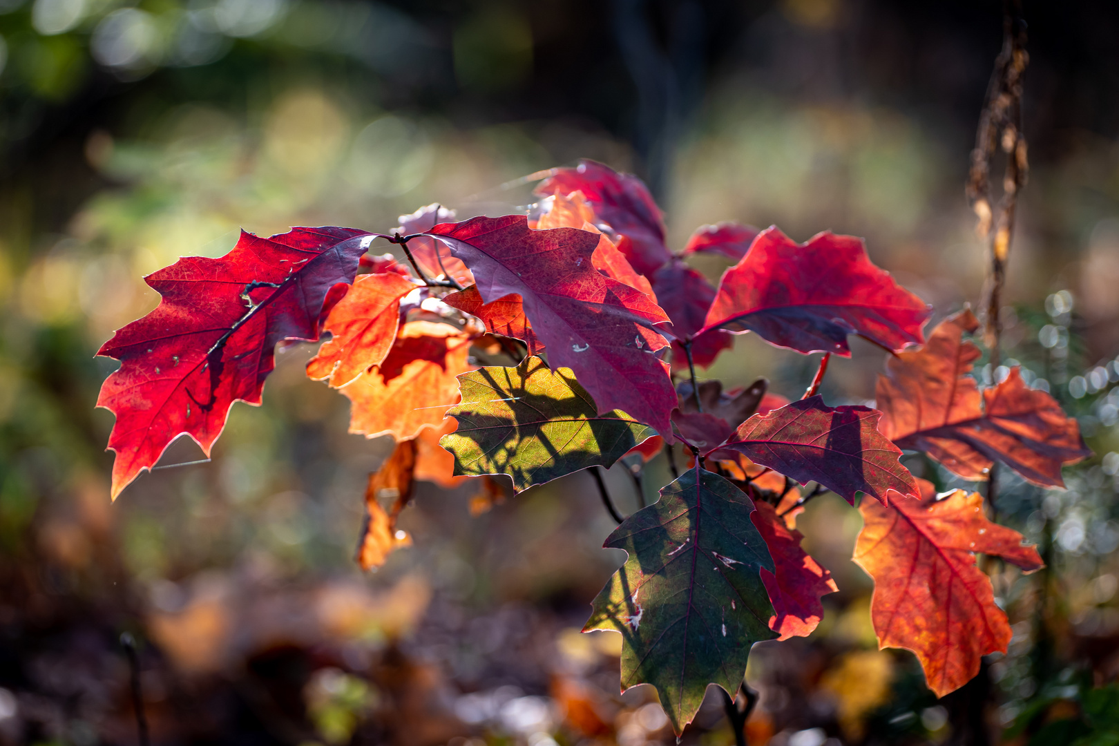 Herbstleuchten