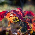 Herbstleuchten