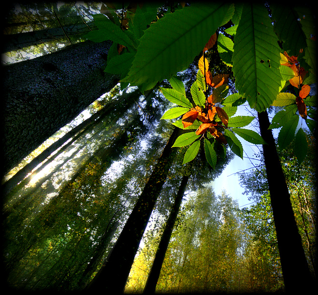 Herbstleuchten