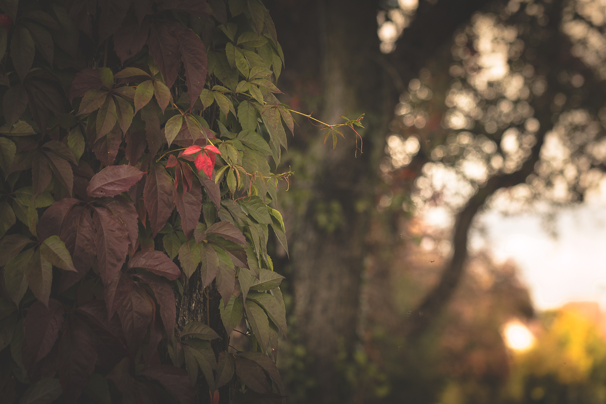 Herbstleuchten