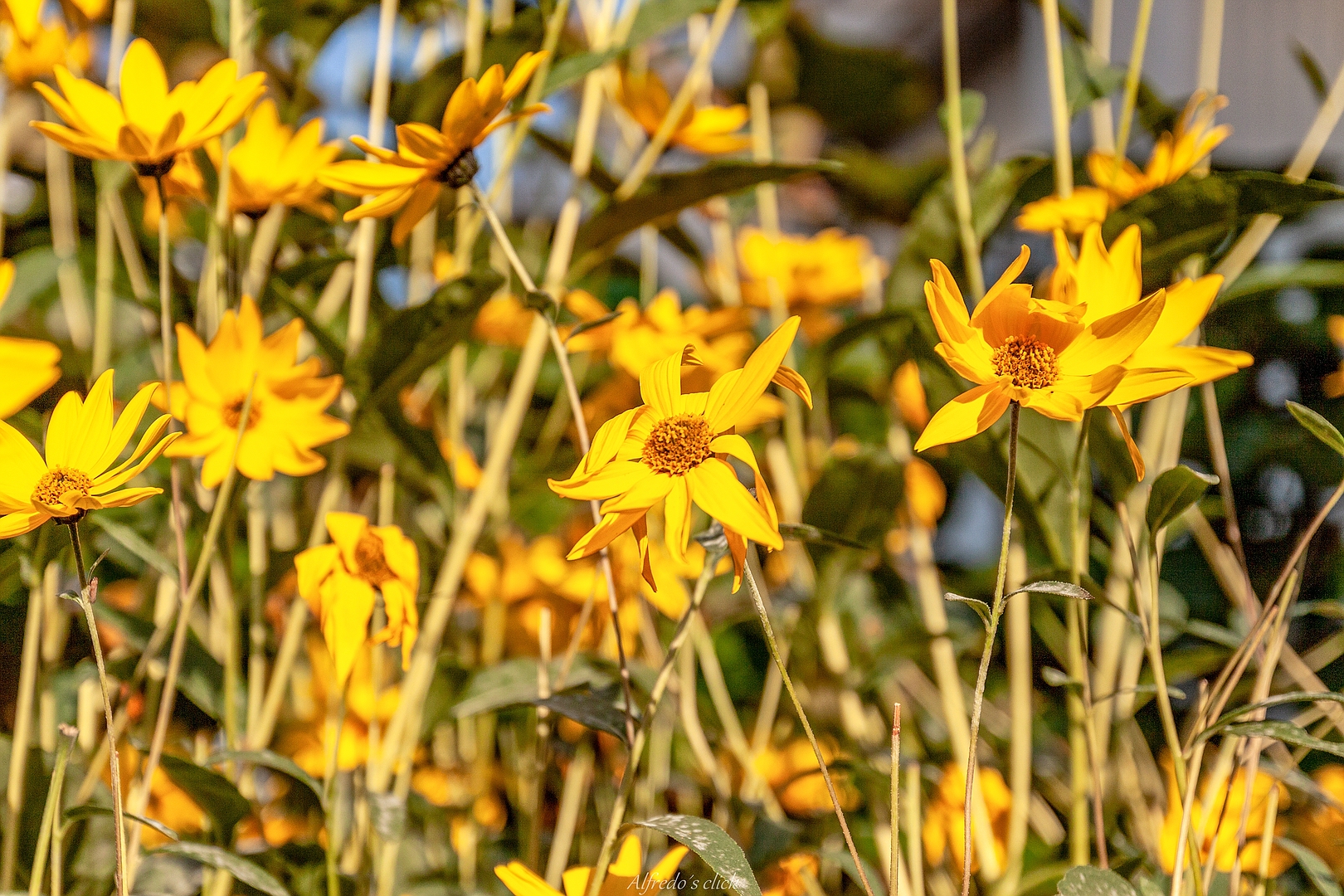  Herbstleuchten