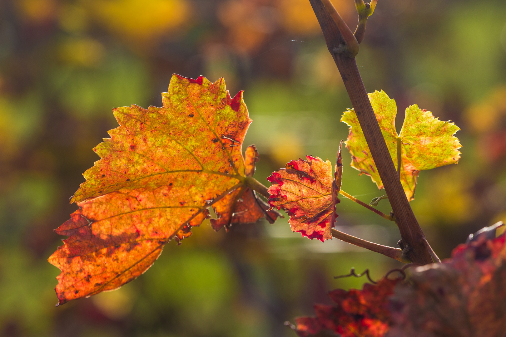 Herbstleuchten