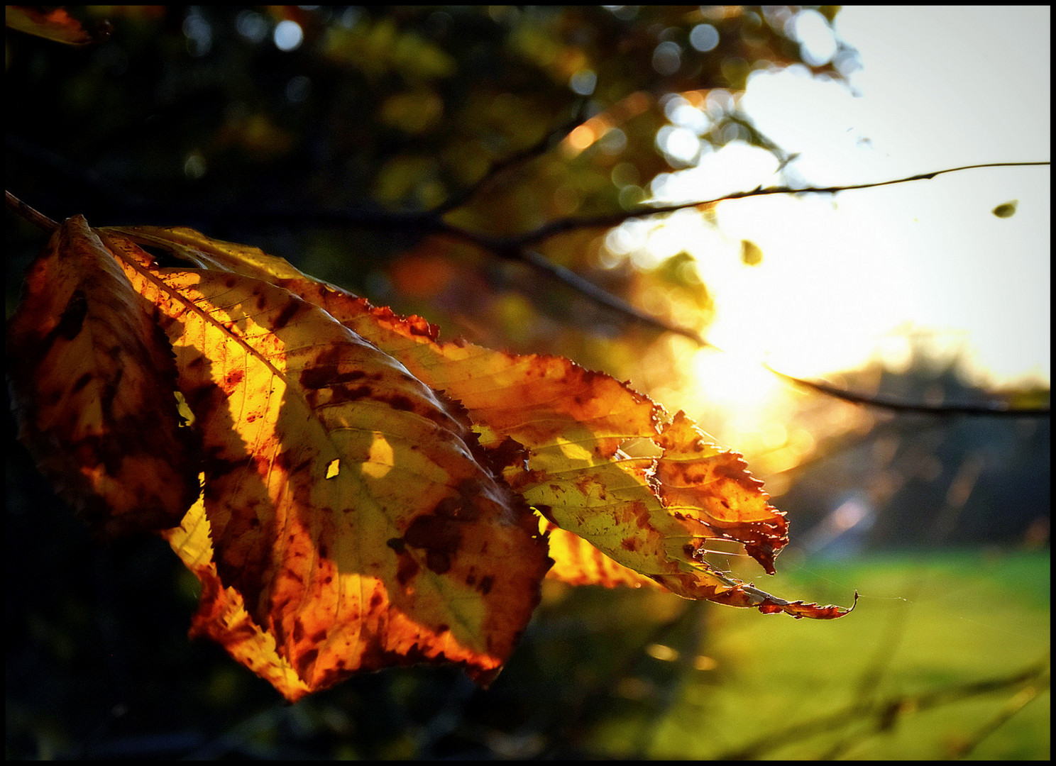 °°° Herbstleuchten °°°