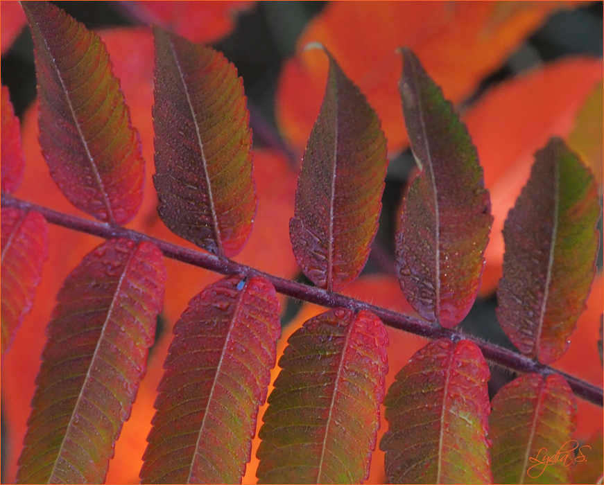 ...Herbstleuchten...