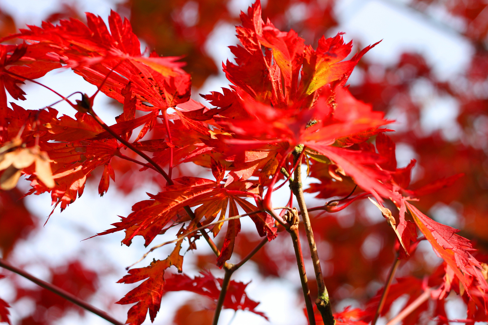 Herbstleuchten