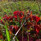 Herbstleuchten