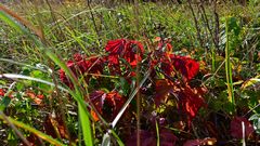 Herbstleuchten