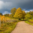 Herbstleuchten