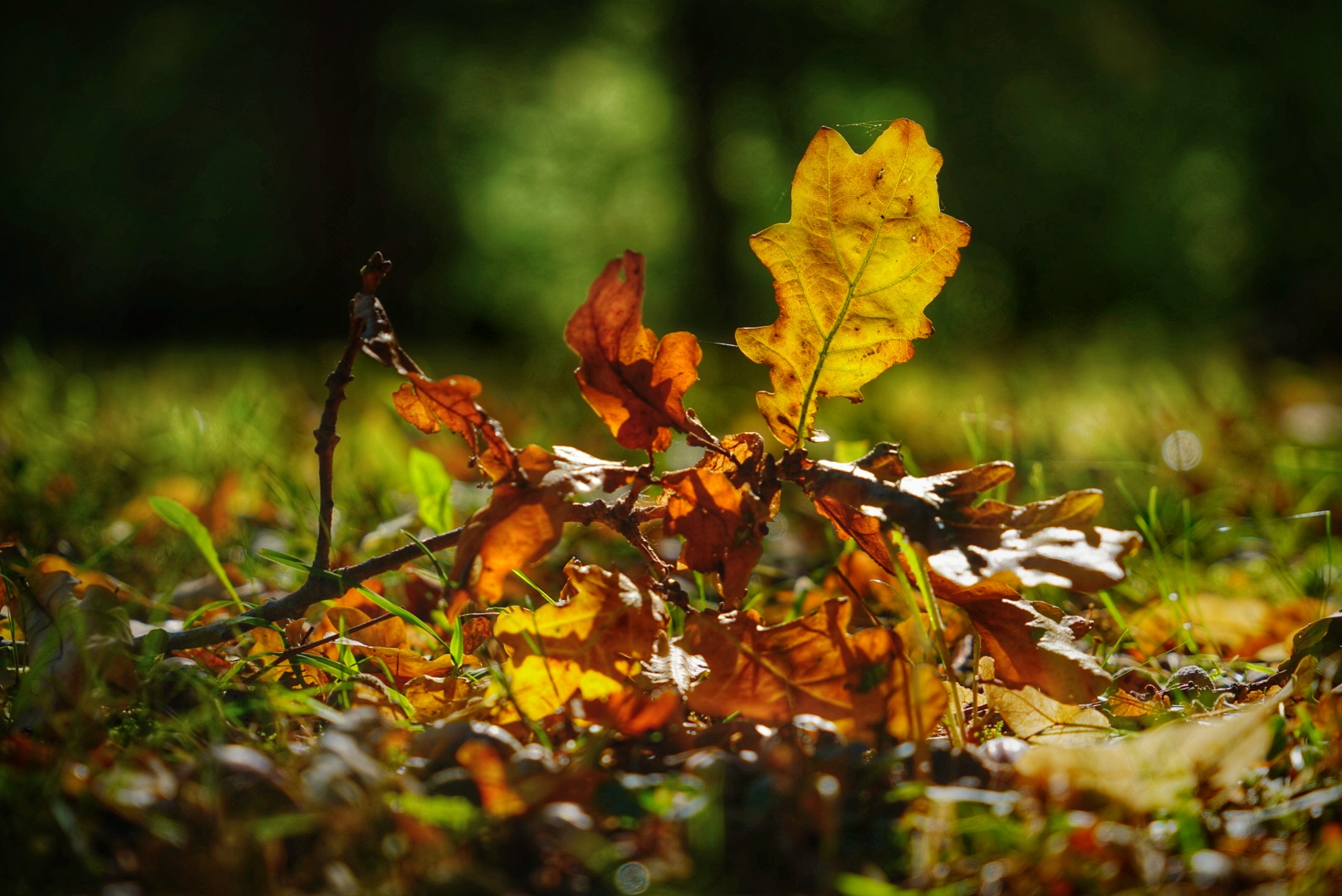 Herbstleuchten