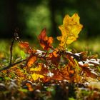 Herbstleuchten