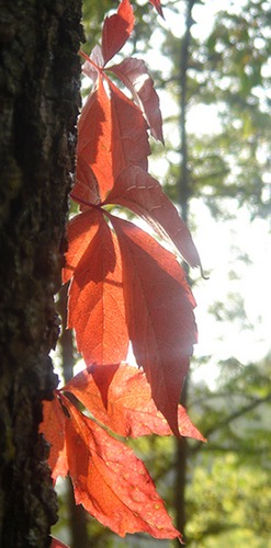 herbstleuchten