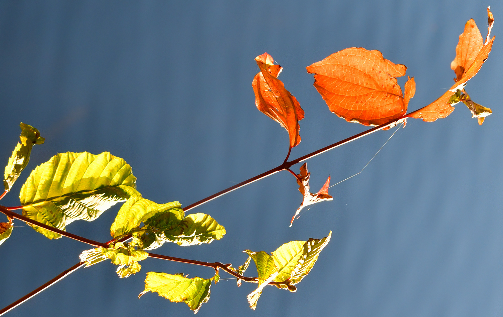 Herbstleuchten