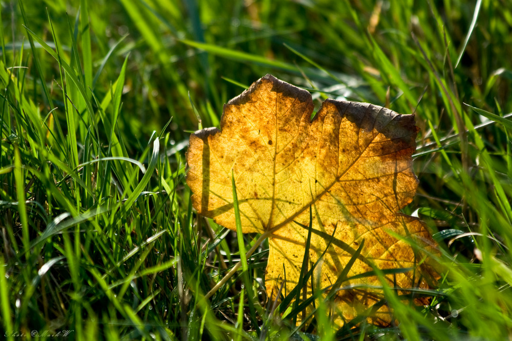 Herbstleuchten