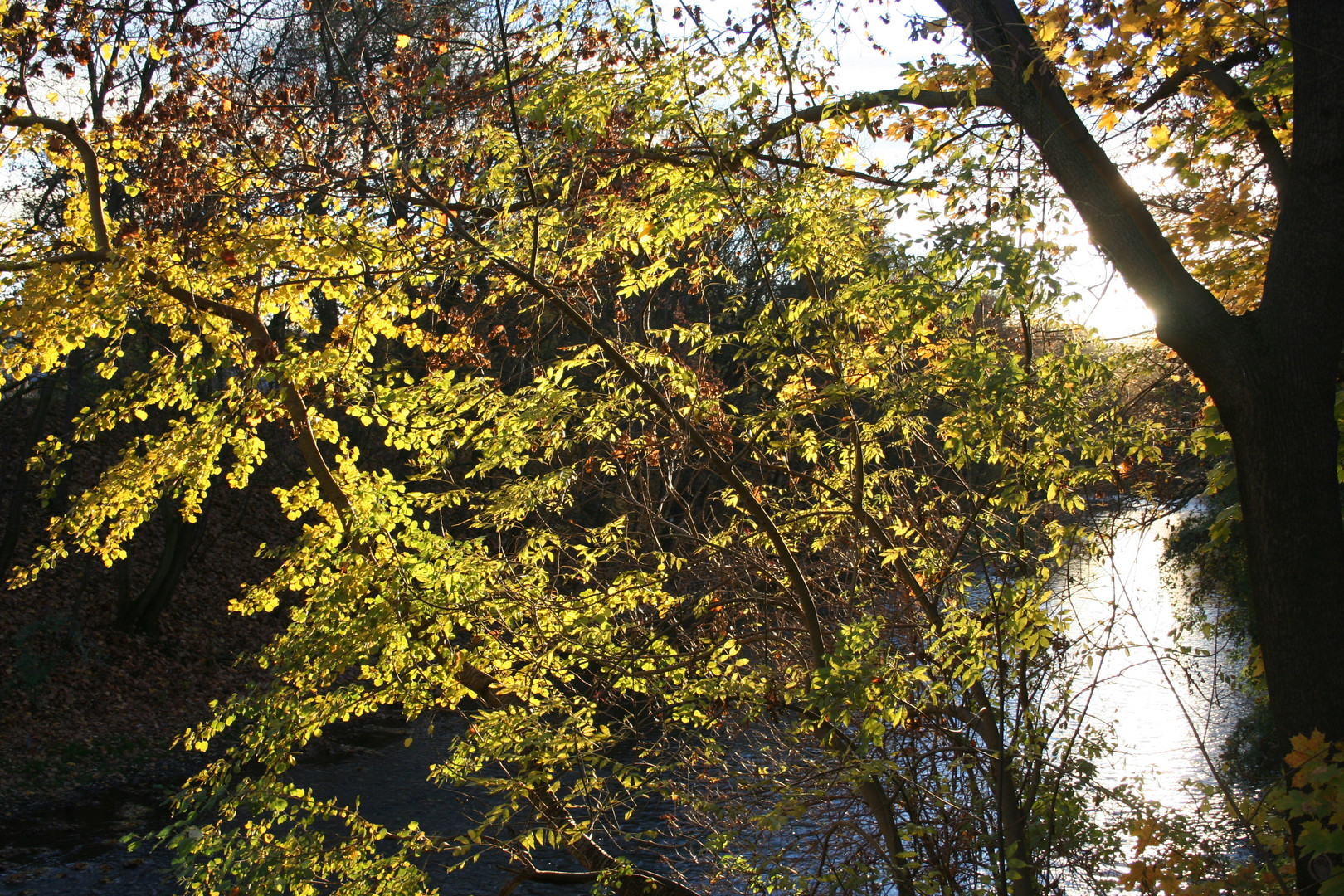 Herbstleuchten