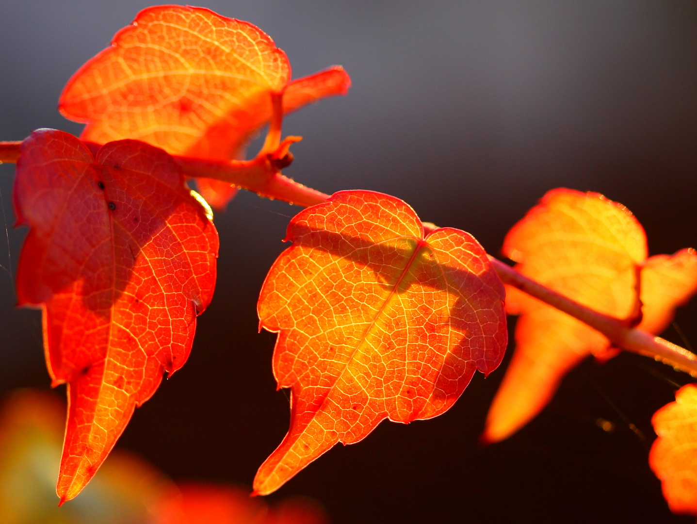 Herbstleuchten