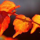 Herbstleuchten