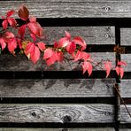 Herbstleuchten