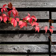 Herbstleuchten