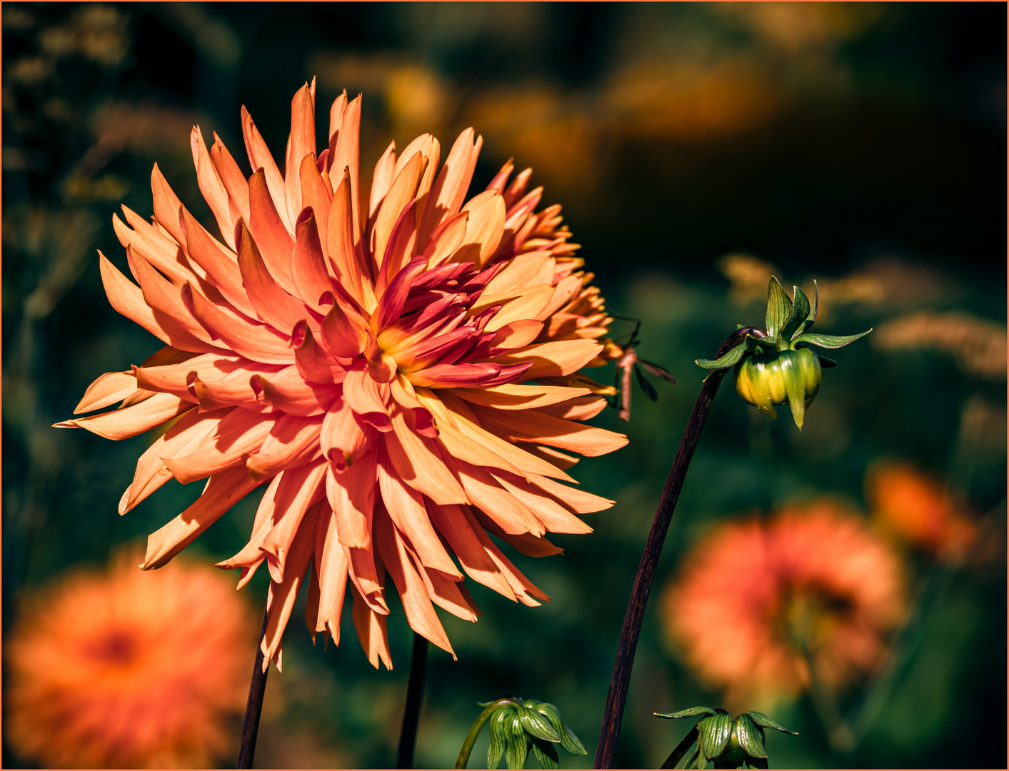 Herbstleuchten