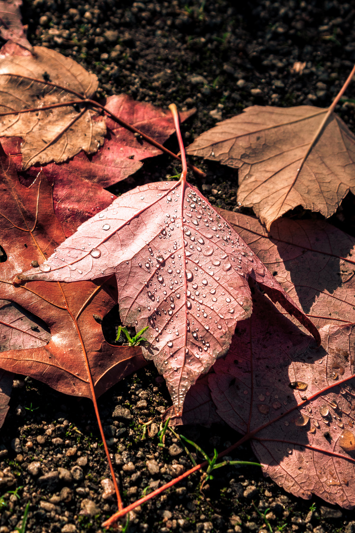 Herbstleuchten