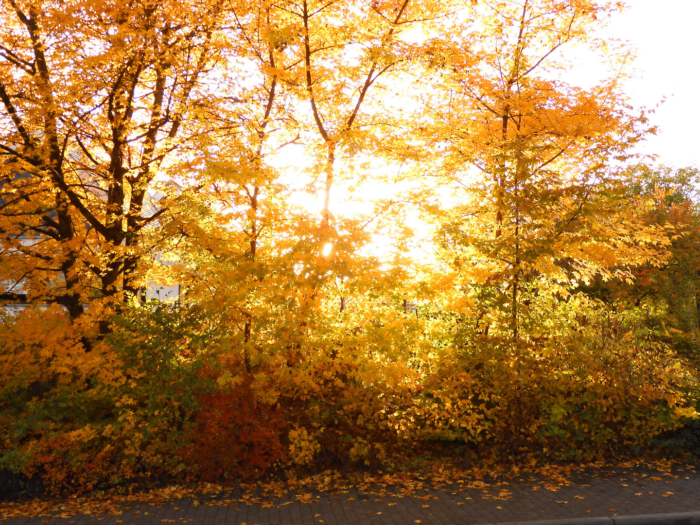 Herbstleuchten