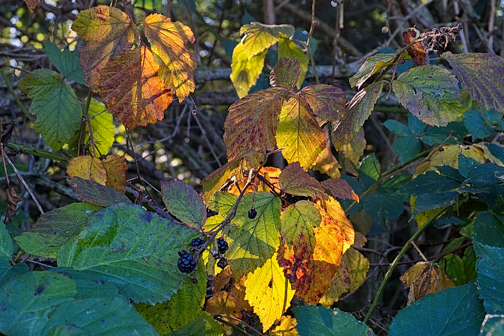 Herbstleuchten