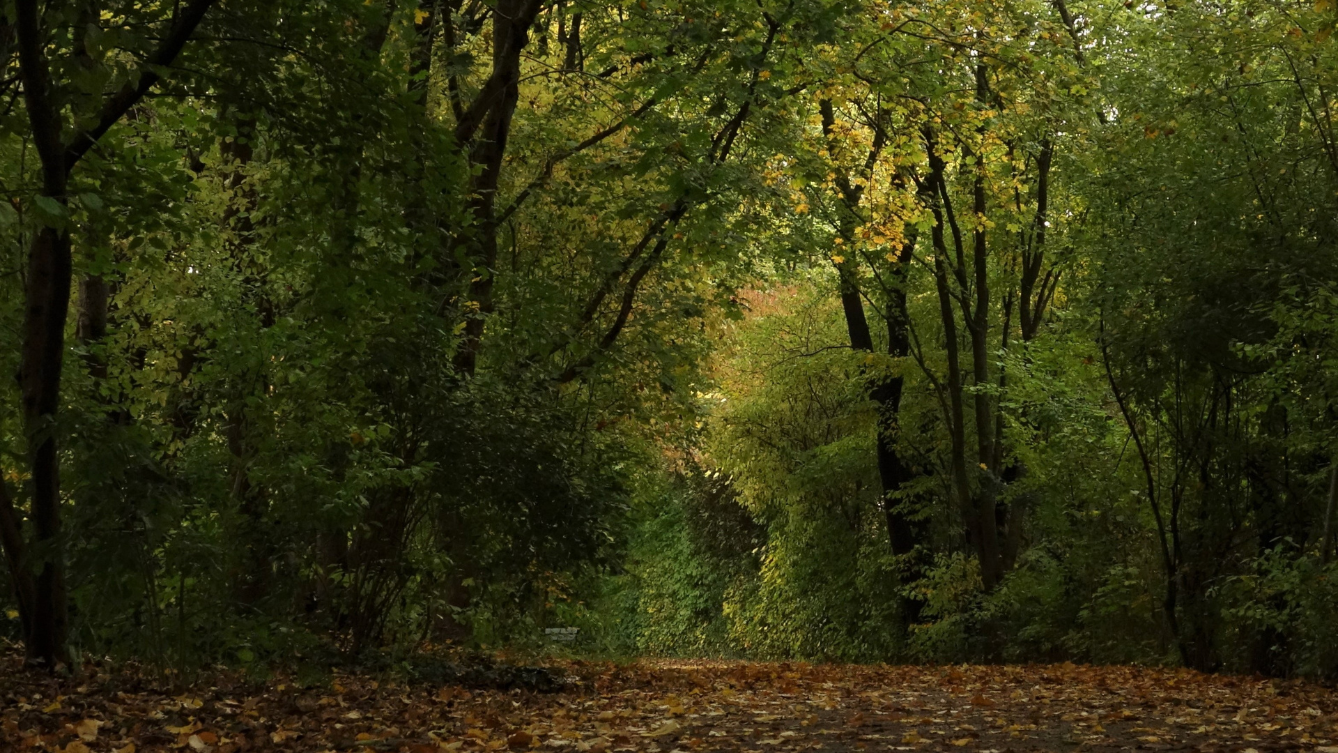 Herbstleuchten...