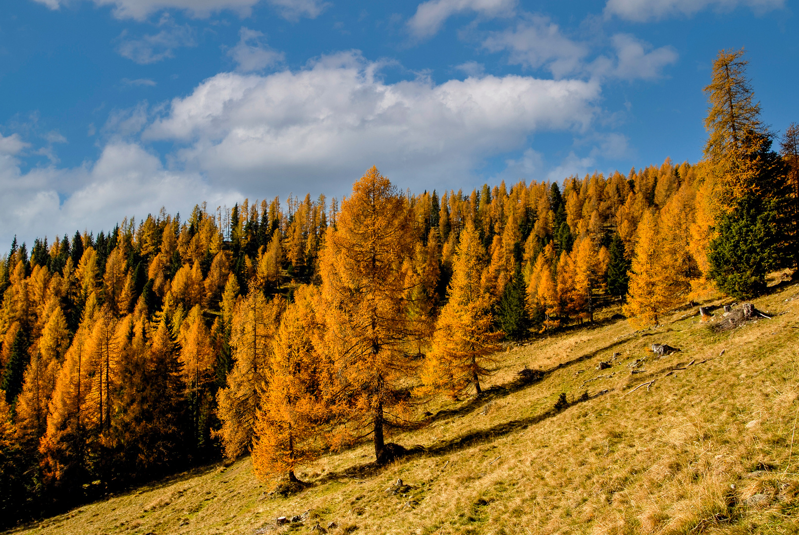 Herbstleuchten