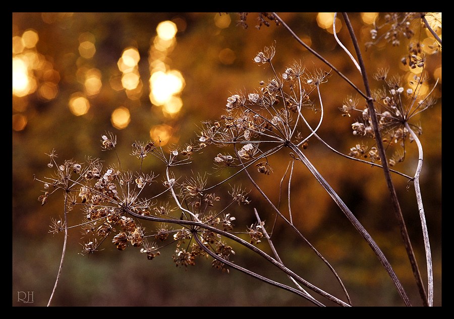 Herbstleuchten