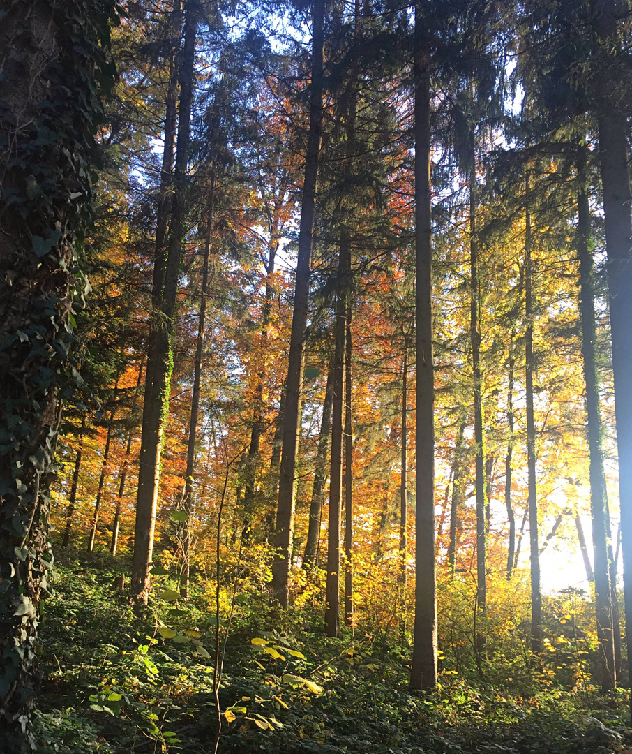 Herbstleuchten ...