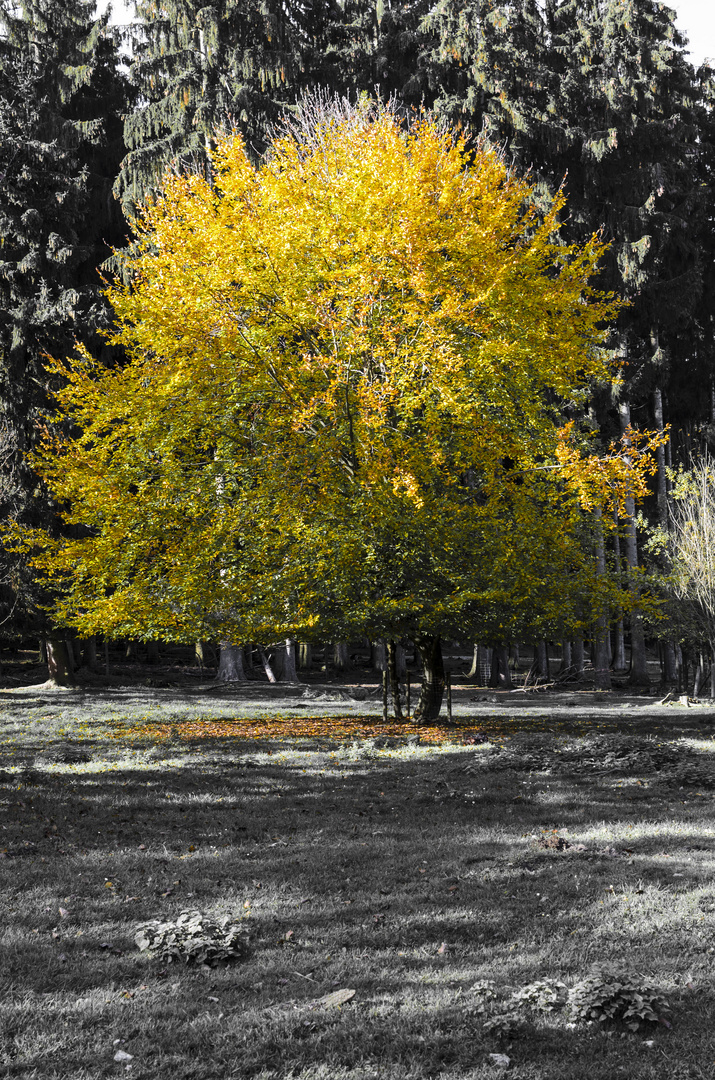 Herbstleuchten