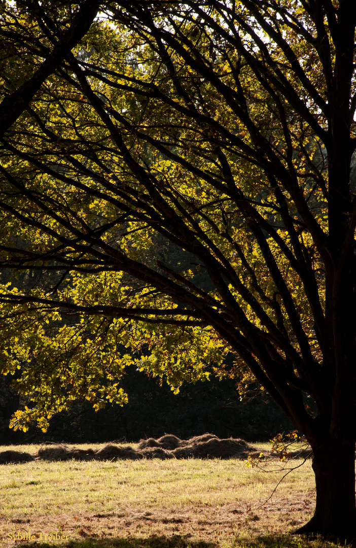 Herbstleuchten