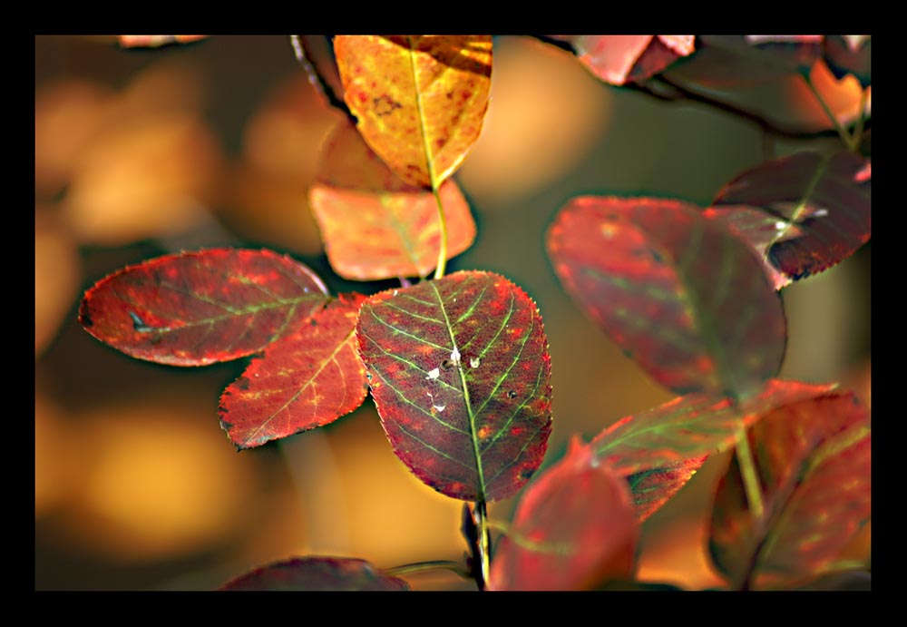 Herbstleuchten