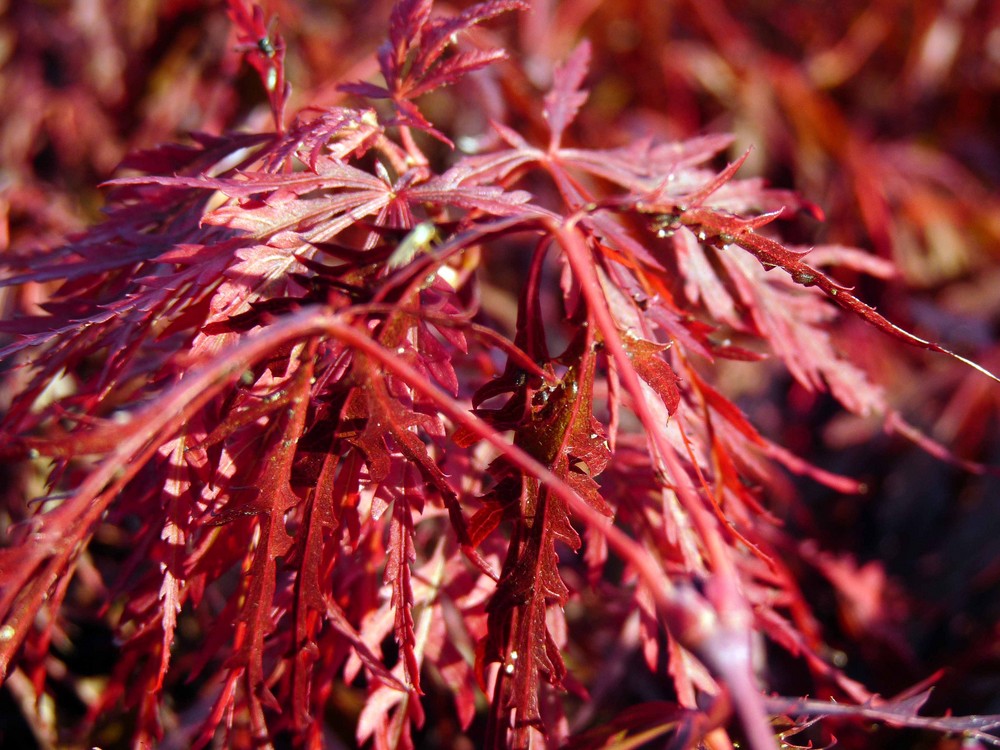 Herbstleuchten