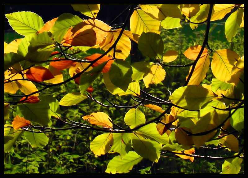 Herbstleuchten