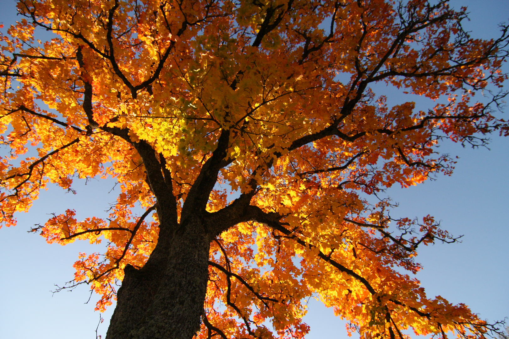 Herbstleuchten