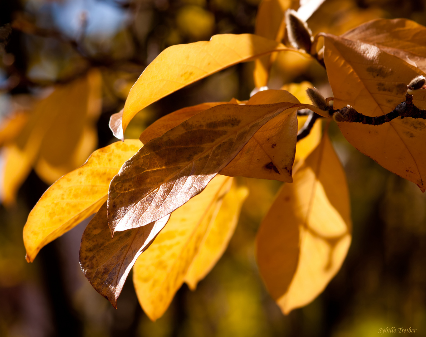 Herbstleuchten