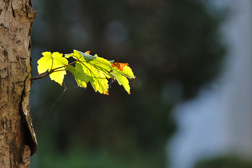 Herbstleuchten am Baum