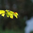 Herbstleuchten am Baum