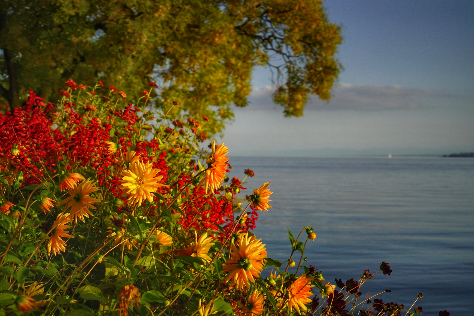 Herbstleuchten am Bodensee 