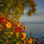 Herbstleuchten am Bodensee 