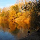 Herbstleuchten am See …