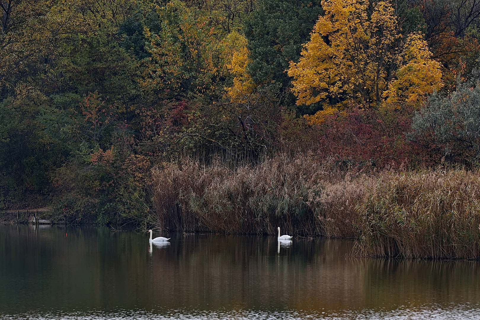Herbstleuchten am Teich (1)