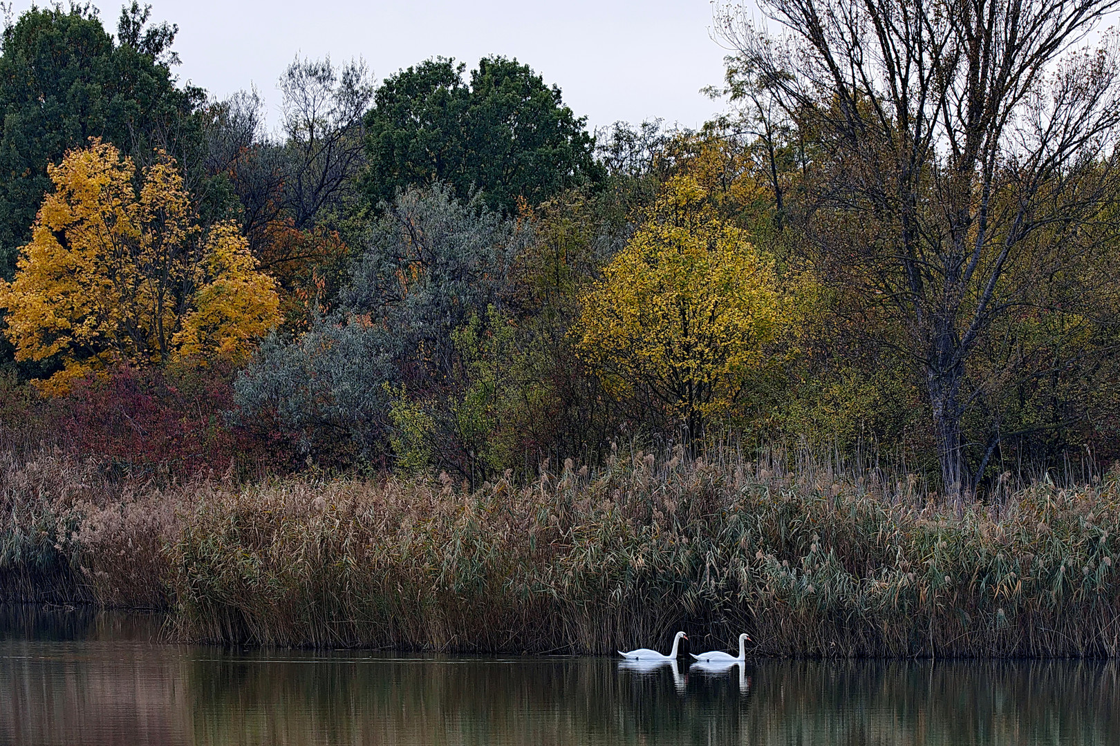 Herbstleuchten am Teich (2)