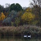 Herbstleuchten am Teich (2)